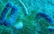 霍乱为何会被列为甲类传染病？霍乱的主要传播途径